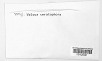 Valsa ceratophora image